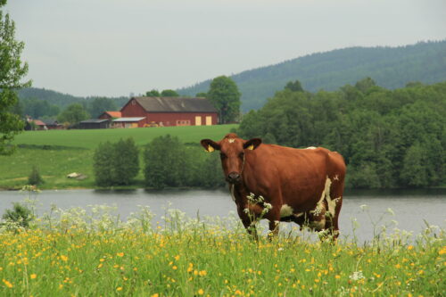 Vinnare