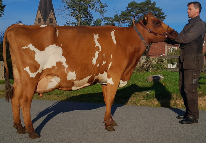 Champion 2023 1427 Bronara, Klas Johansson, Lommaryds Prästgård, Aneby